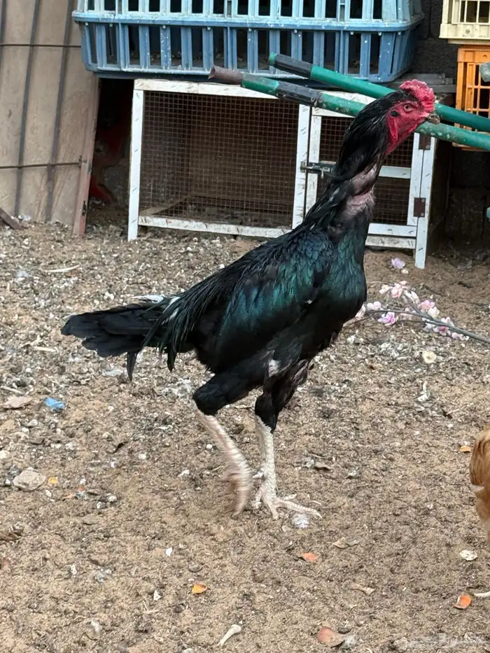 ديك باكستاني سندي 6