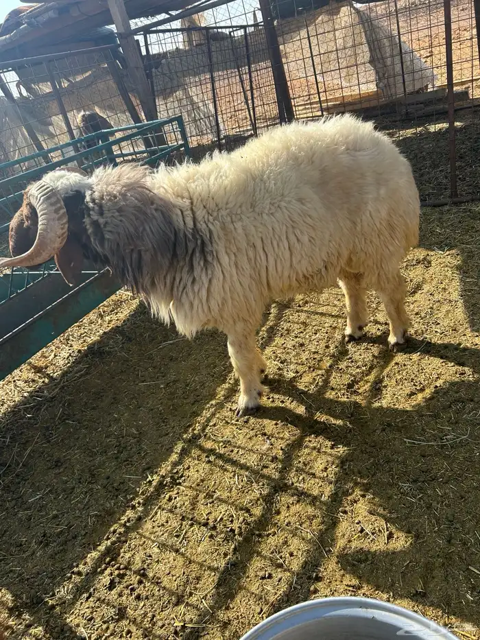 خروف نعيمي 1