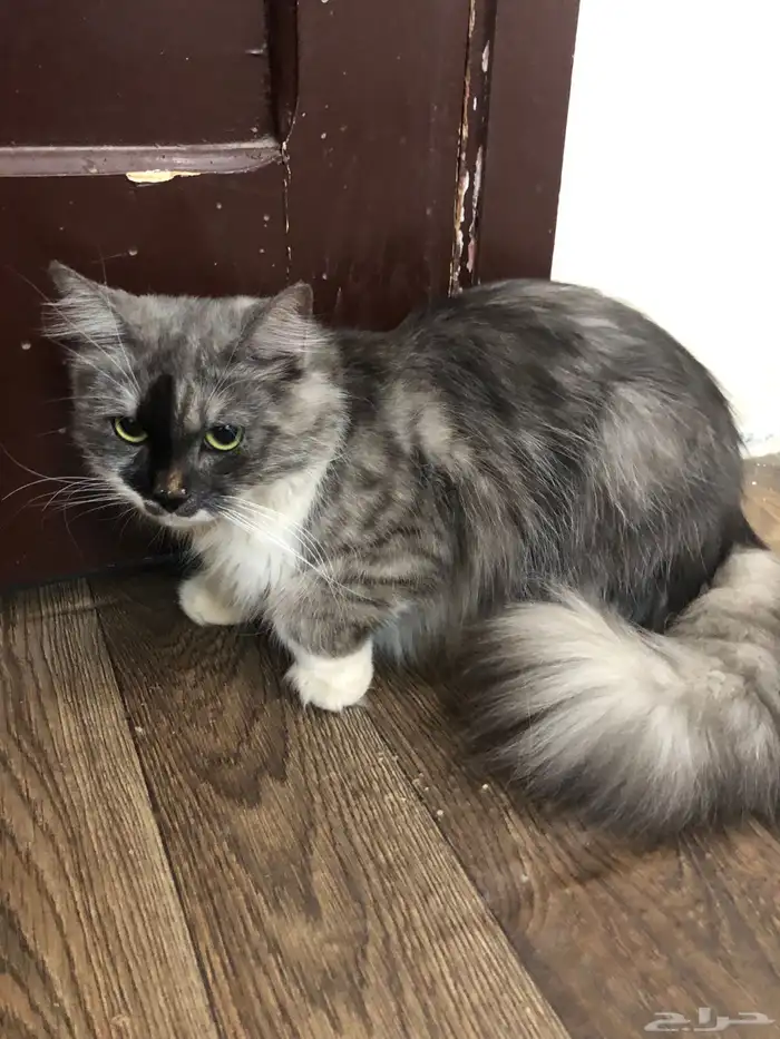 قطه ضايعه حصلت قطه ضايعه بالقادسيه واحد عنداسواق نقطه القاد 2