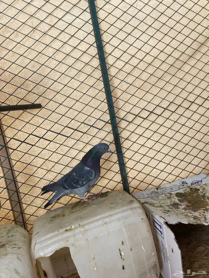 حمام للبيع شرط صحة زاجل سلفر حمام الموقع سكاكا 2