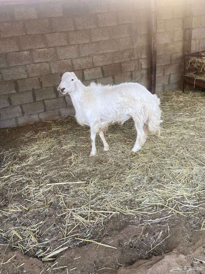 حري فحل للبيع 3