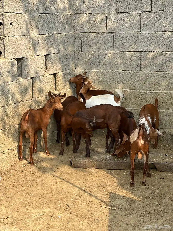 بهم تربيه تيوس 2