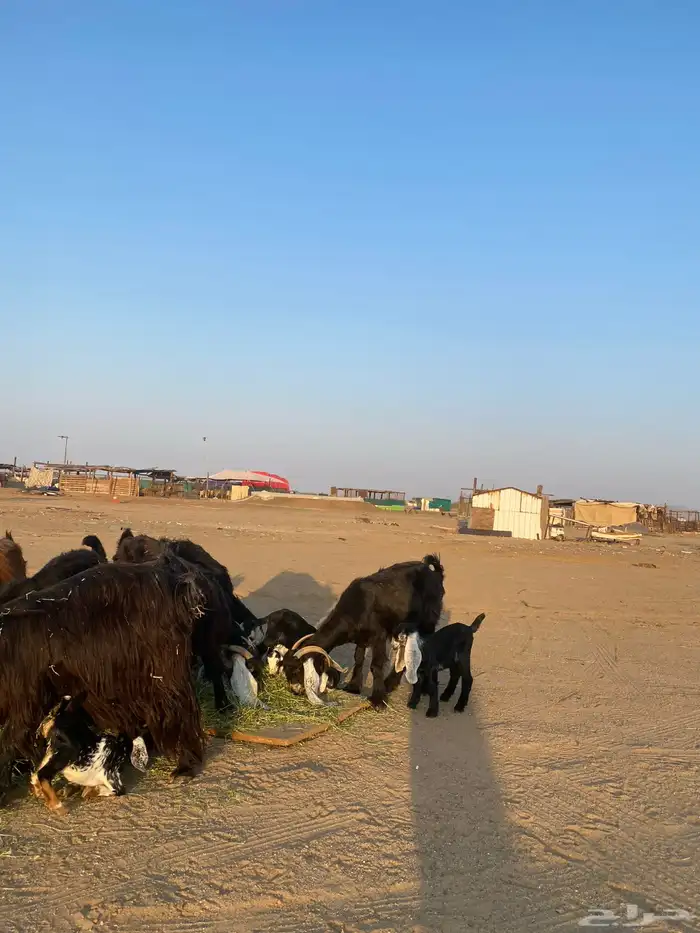 للبيع معزا ولد عوارض طيبه 45