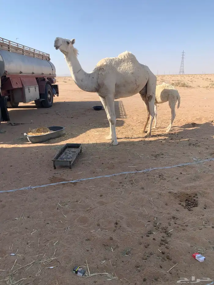 ناقه خلفه وضحا معها قعود 0