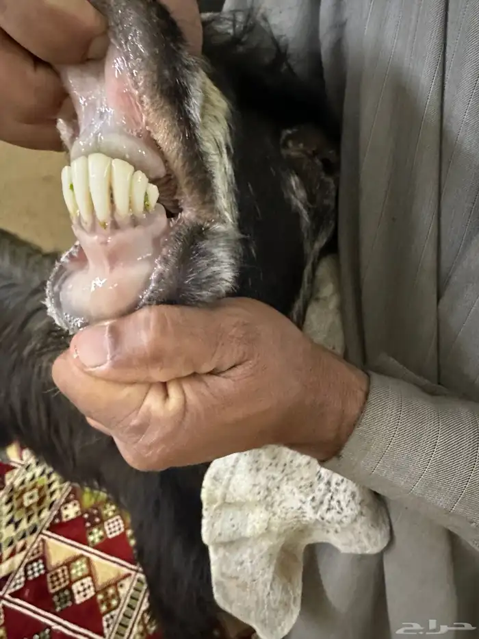 تيس عارضي خصم 4