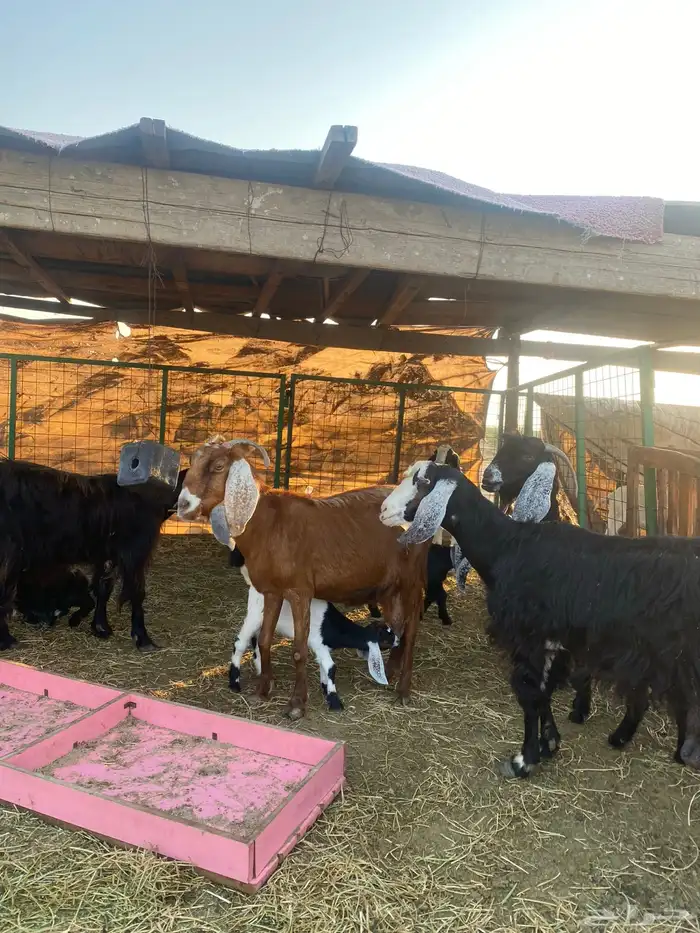 للبيع معزا ولد عوارض طيبه 14