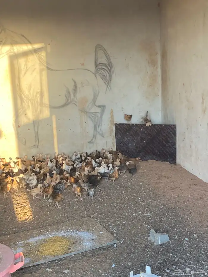 صوص بلدي العمر شهر 7