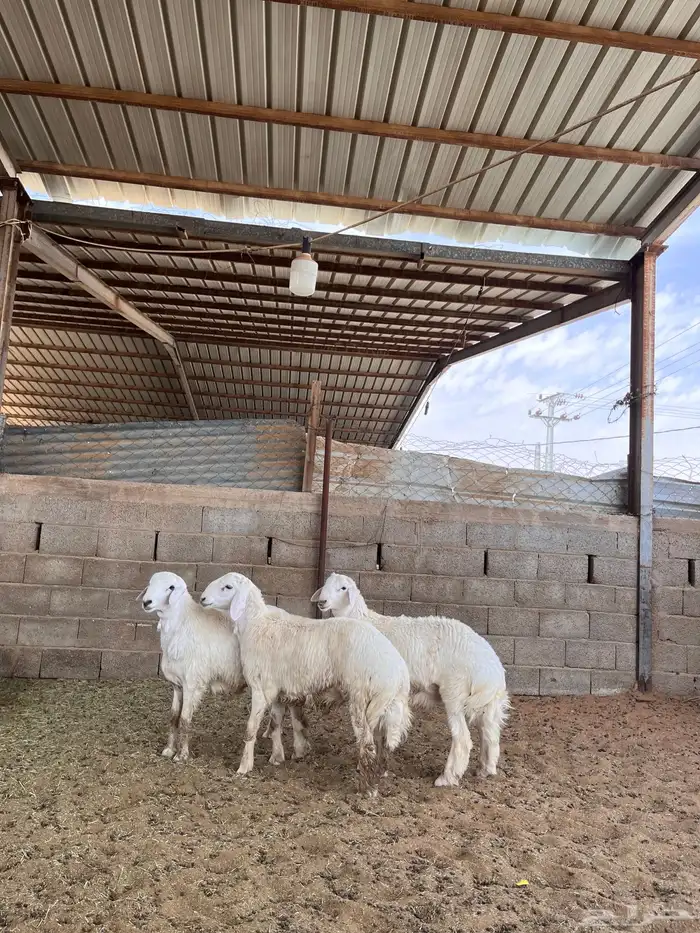 ذبائح للبيع 4