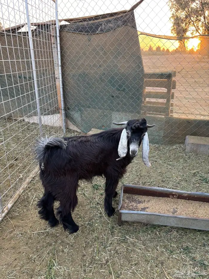 تيس عارضي جذع 1