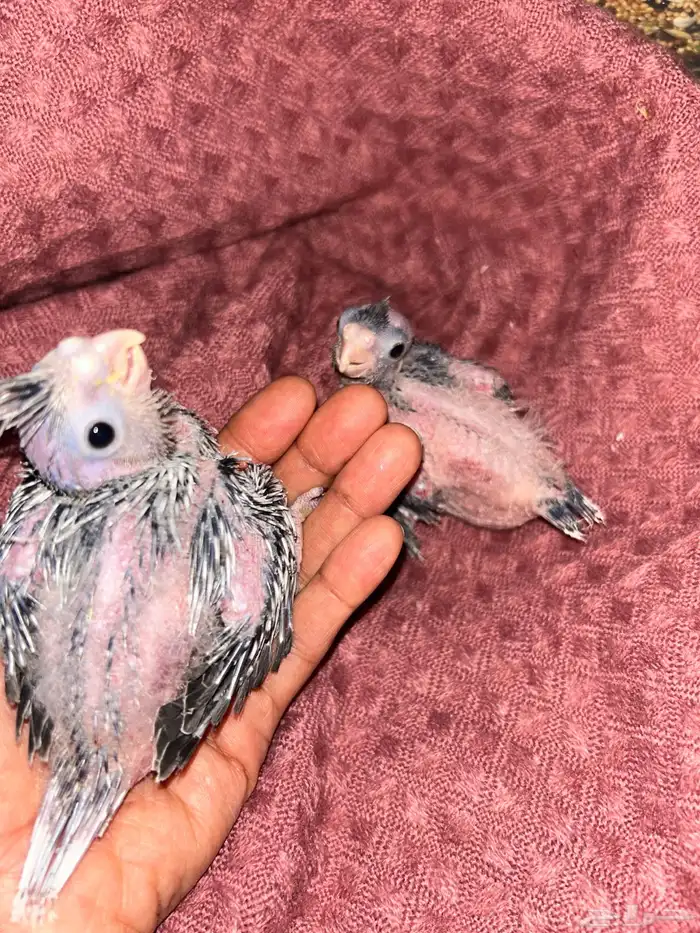 فروخ كروان هولندي 1