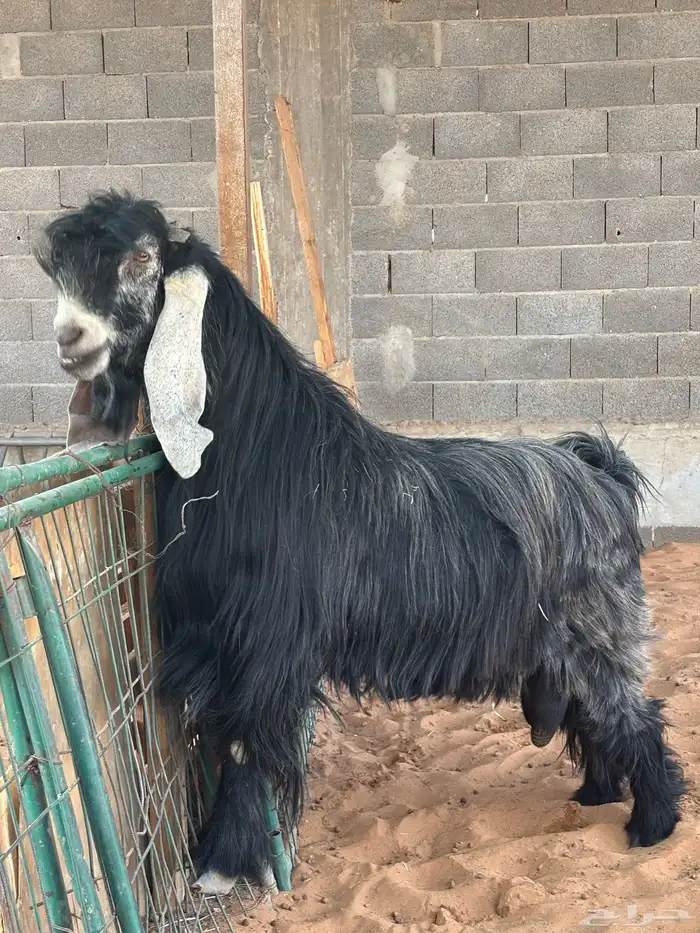 فحل عارضي صنف و جرم و معرف و انتاجه صنف 0