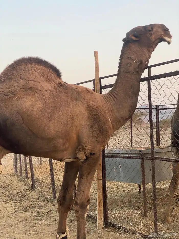 جمل مزيون للبيع 0