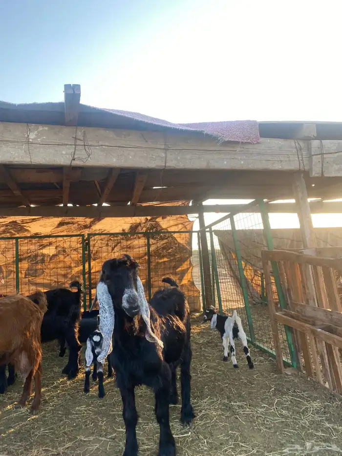 للبيع معزا ولد عوارض طيبه 25