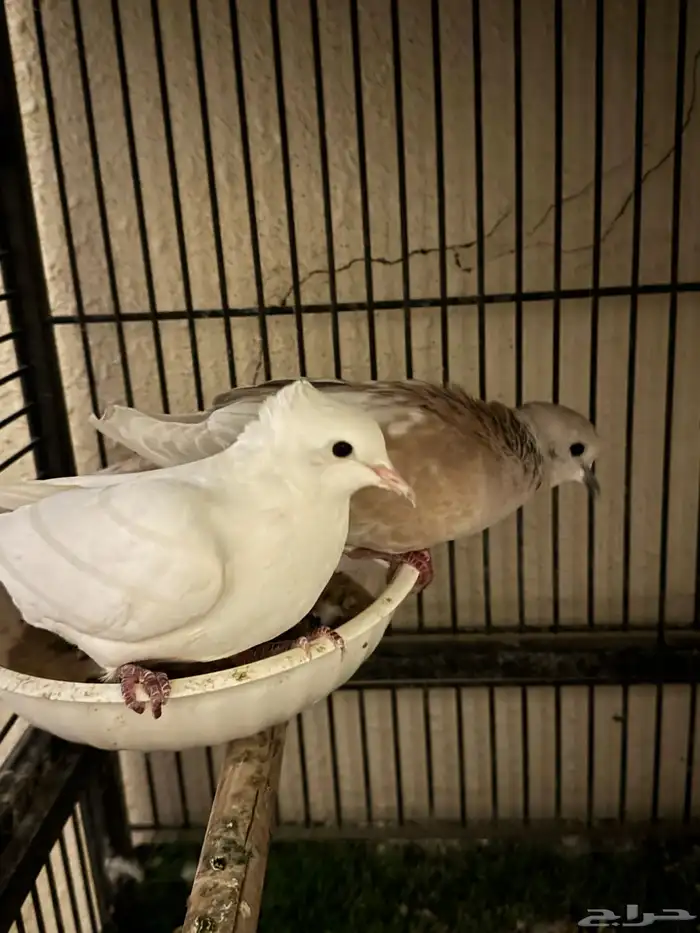 جوز ياكريم (يمام) 1