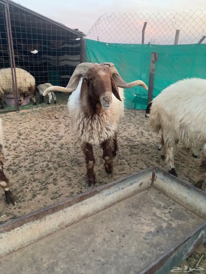 سلام عليكم ورحمة الله وبركاته 0