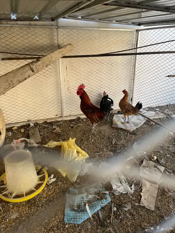 ديك باكستاني للبيع السوم 150 0