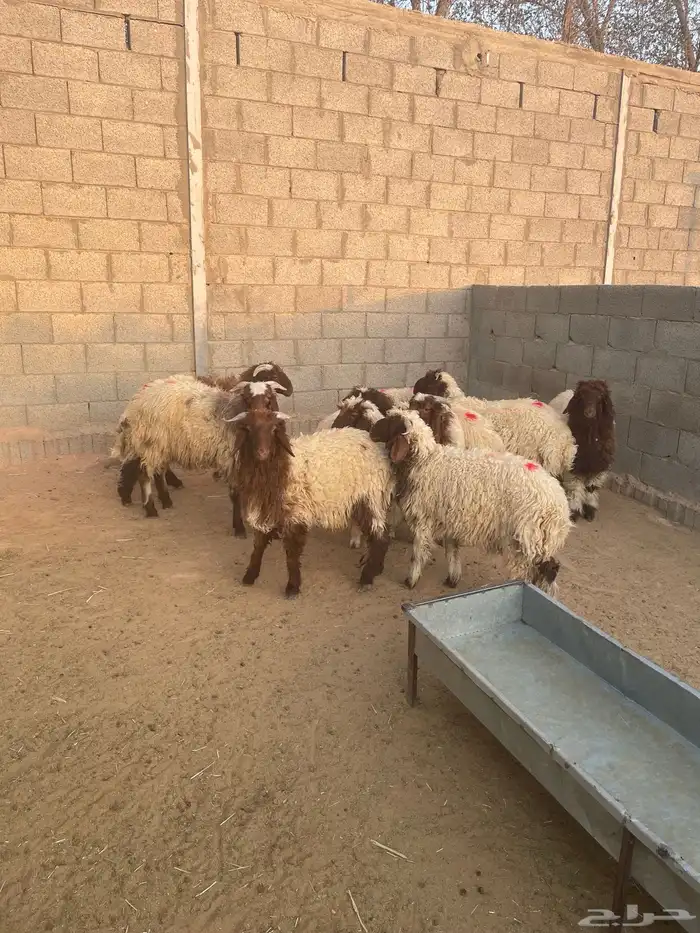 خرفان نعيم 1