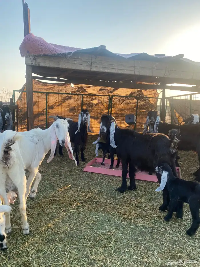 للبيع معزا ولد عوارض طيبه 8