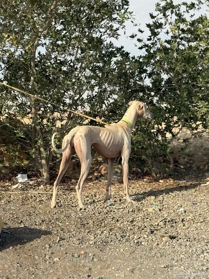 سلقه عربيه للبدل 1