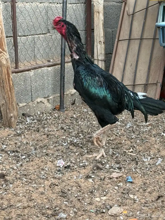 ديك باكستاني سندي 0