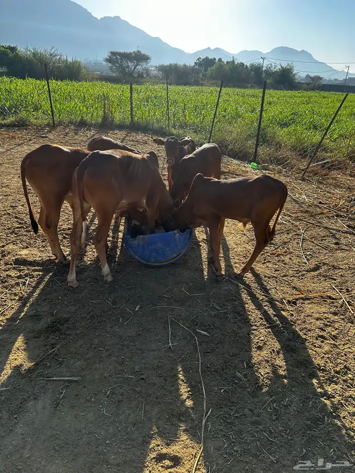 حسلان للبيع 1