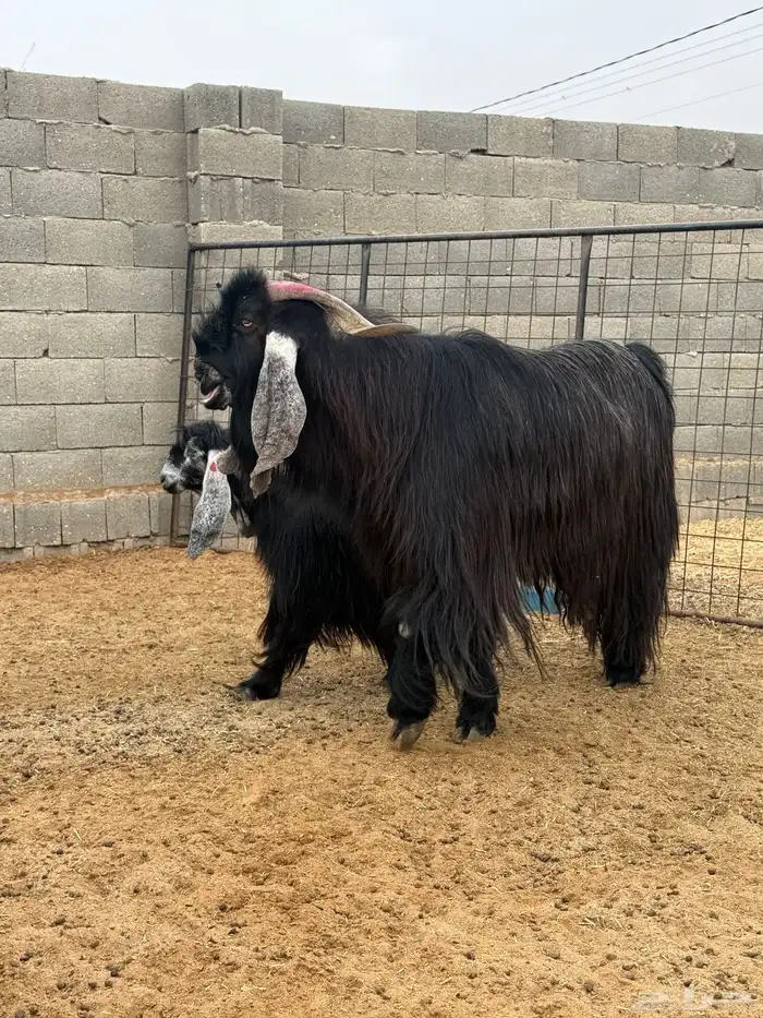 فحل ماعز فاااخر 2