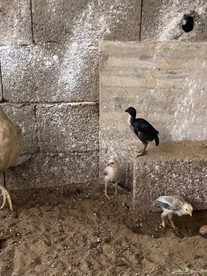 دجاج باكستاني 3