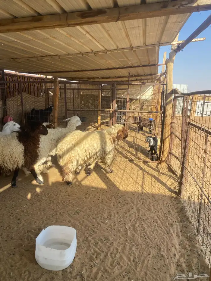 رخال نعيم وحريه ظهورها طيبه 5