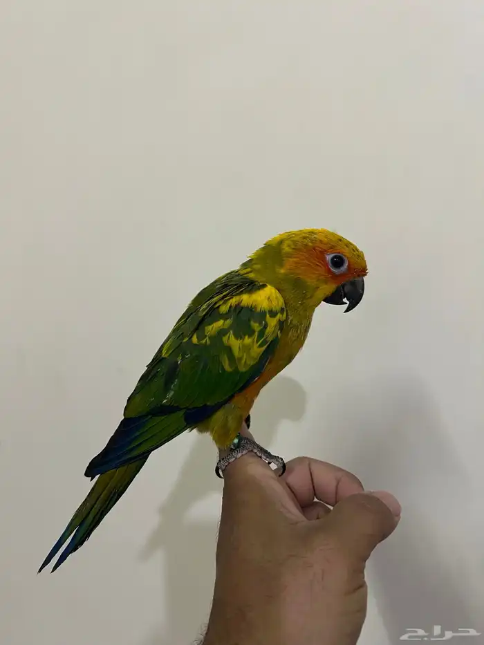 فرخ صن كنيور 1