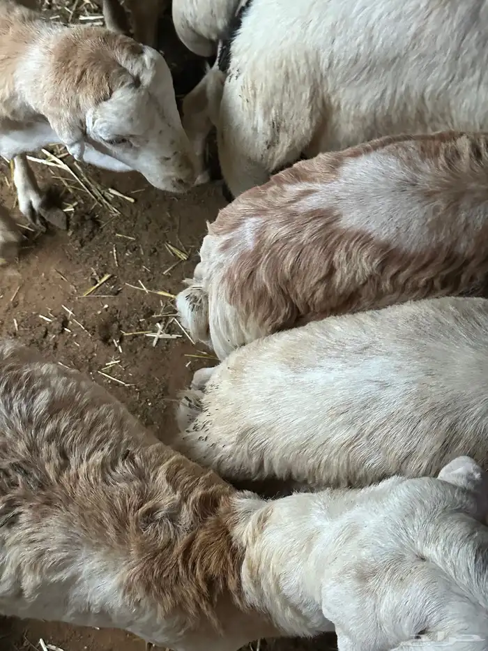 رفيديات جذعان مرآبي 37