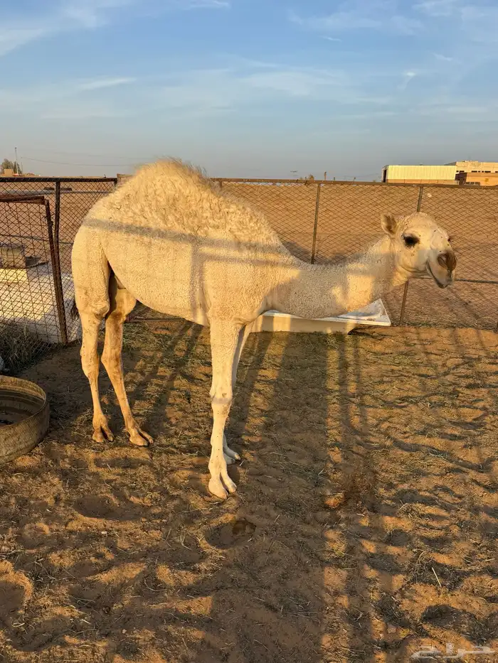 قعود 7 شهور 0