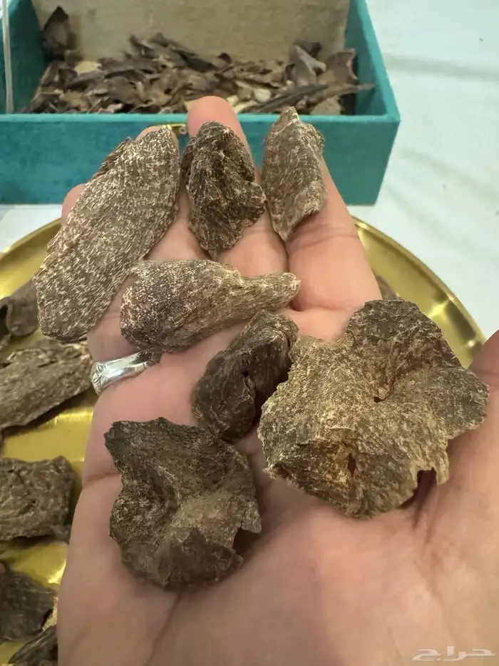 عود بنكاوي درجه عاليه طبيعي 100   100 7