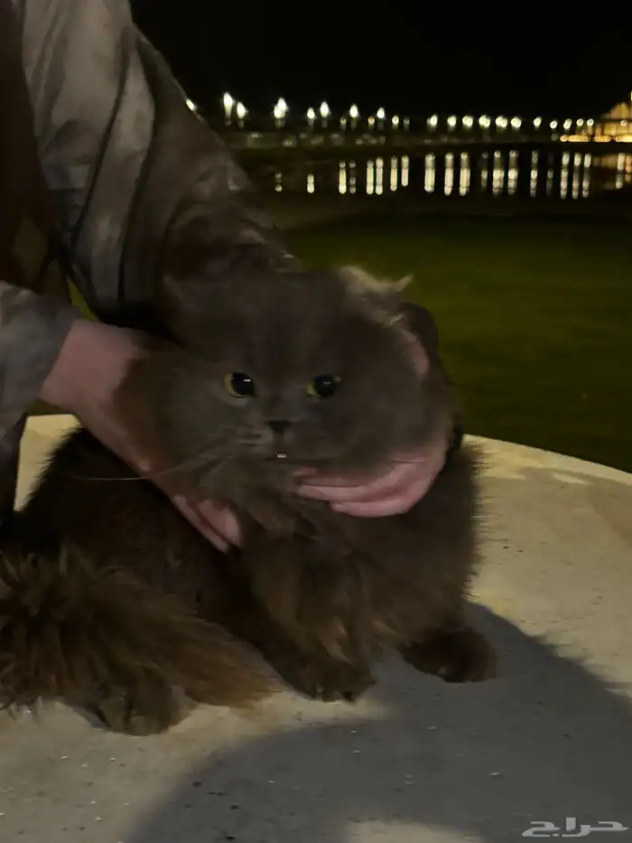 قطه منزل جميلة جدا   للتبني مرميه ب كورنيش البط بالخبر 2