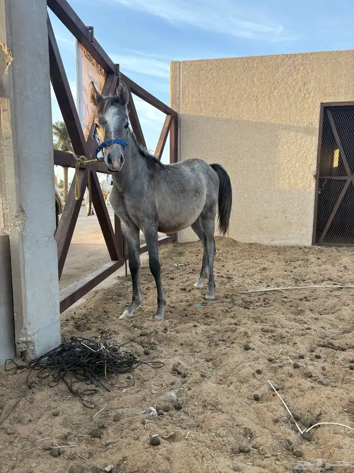 مهر عمره 6شهو 0