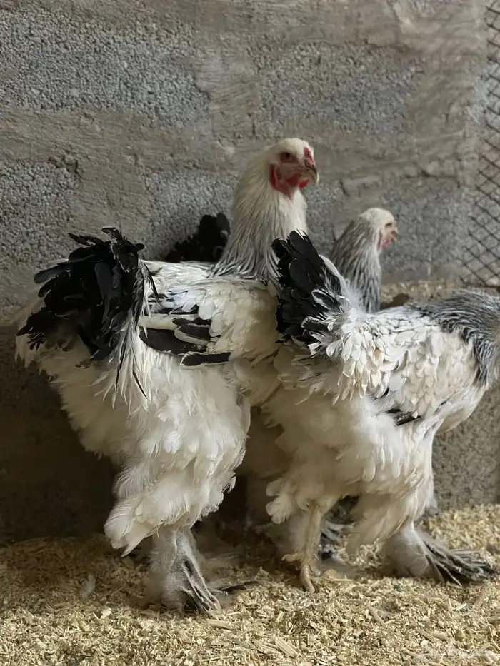 للبيع طقم دجاج براهما بشاير كولمبي كونك 1