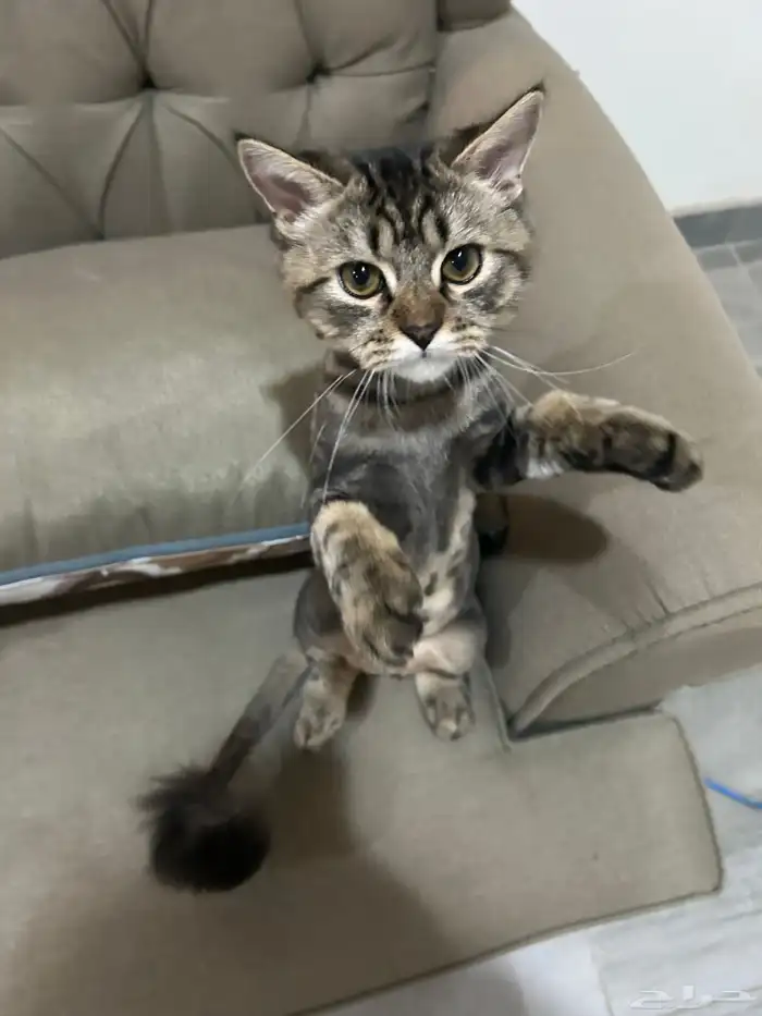 قط ذكر النوع شيرازي العمر 5 شهور أليف يحب العب 0