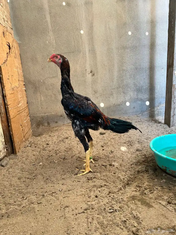 زوج شامو ياباني 2