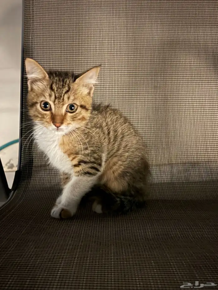 قطه صغيره للتبني 0