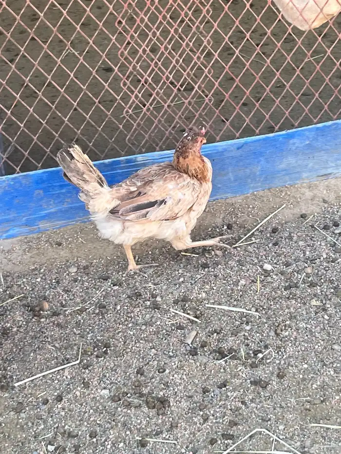 دجاج نظيف للبيع 3