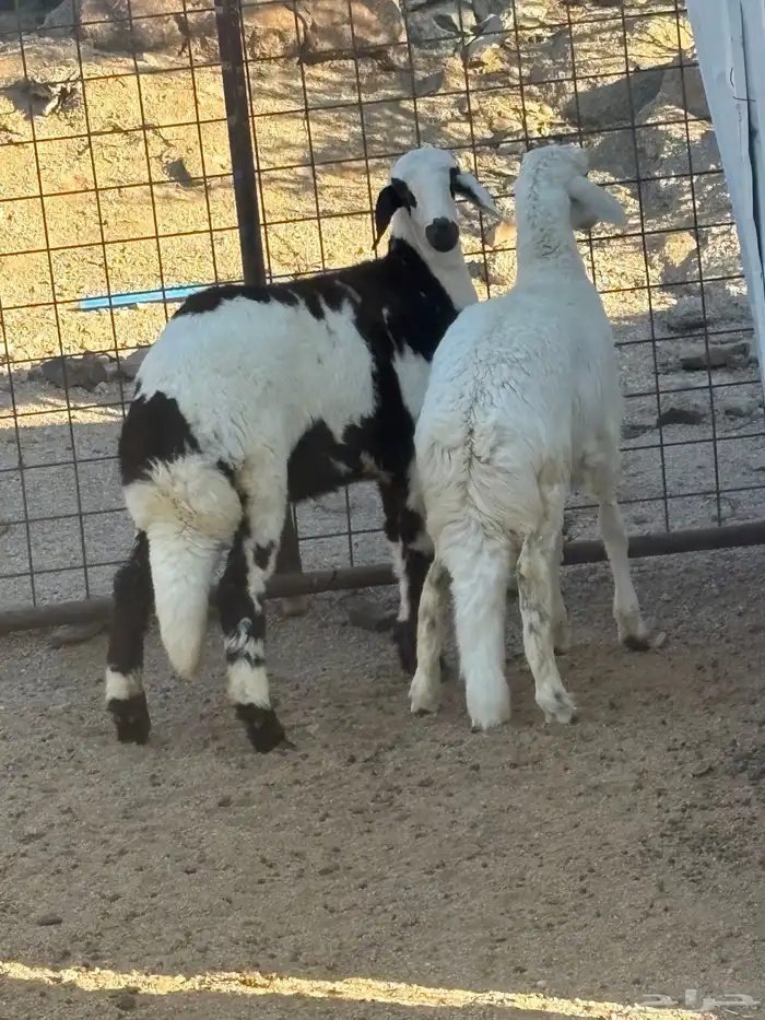 رخال مهجنه تم البيع 0