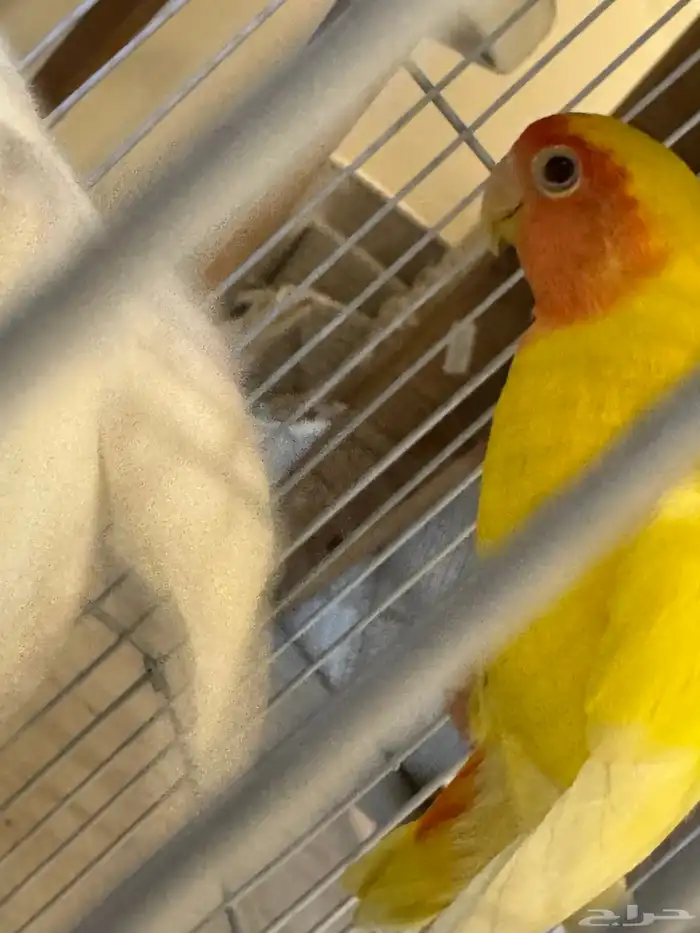 جوزين طيور روز 1