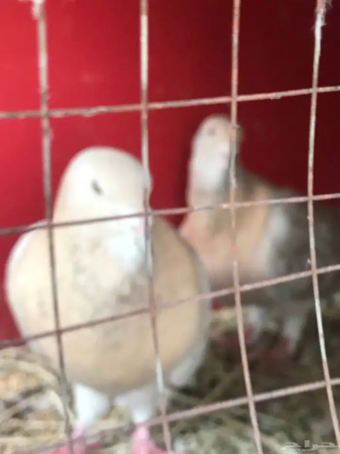 وحشي وهومر وعبسي وبربري 15