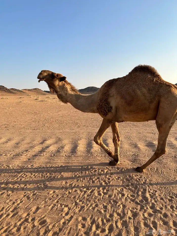 للبيع البيعر الاصفر الطيب ساسه من ابا حنس ابالخيل السن شاق 0
