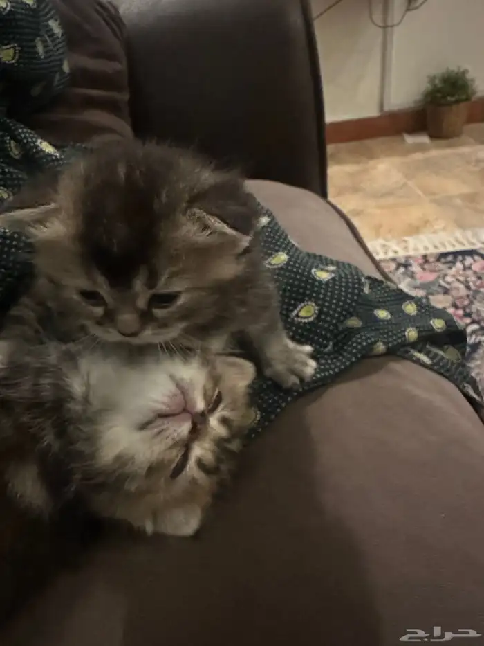 سكوتش فولد جمالو 11