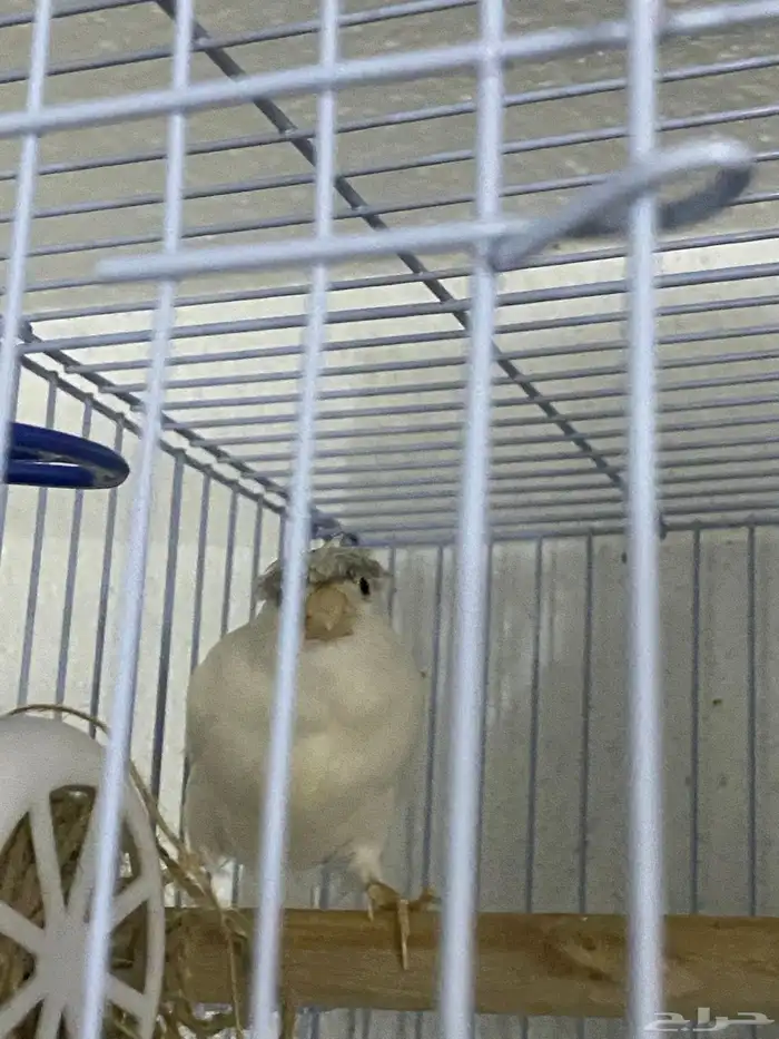 ذكر كناري ابيض كرست بسكوتي 2