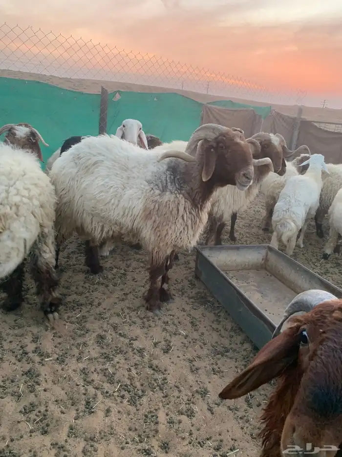 سلام عليكم ورحمة الله وبركاته 2