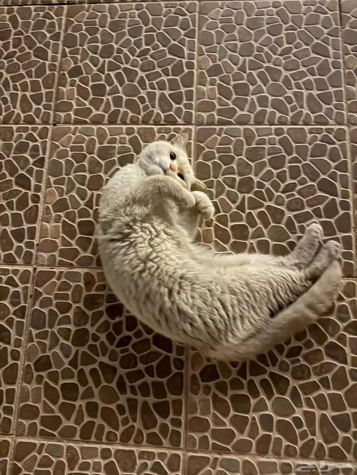 قط جميل للتبني 0