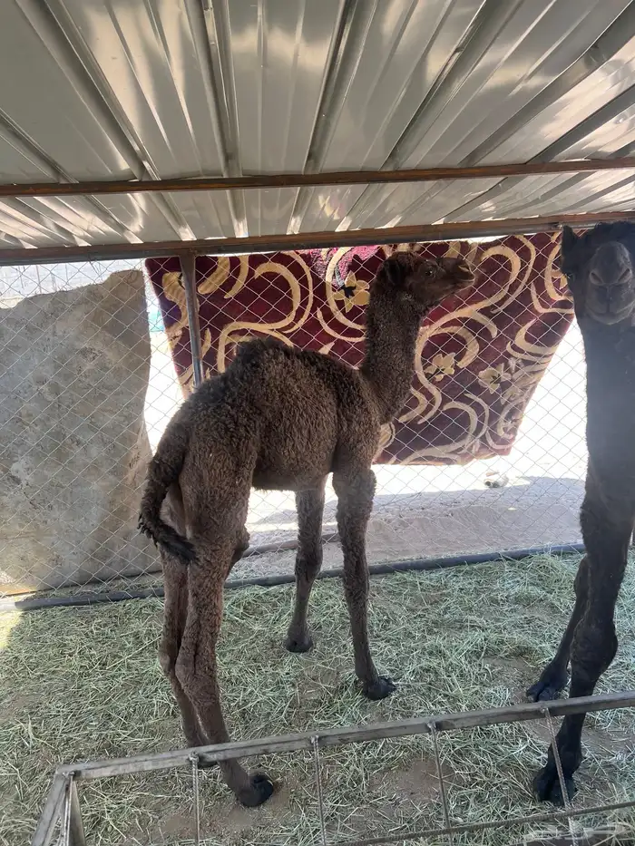 ضيار قعدان 1