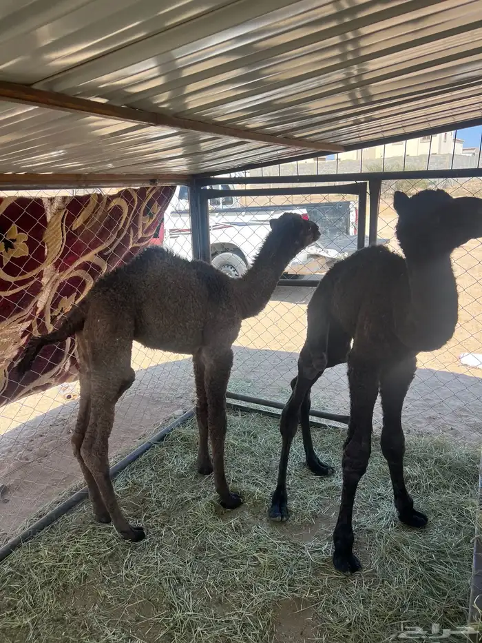 ضيار قعدان 0