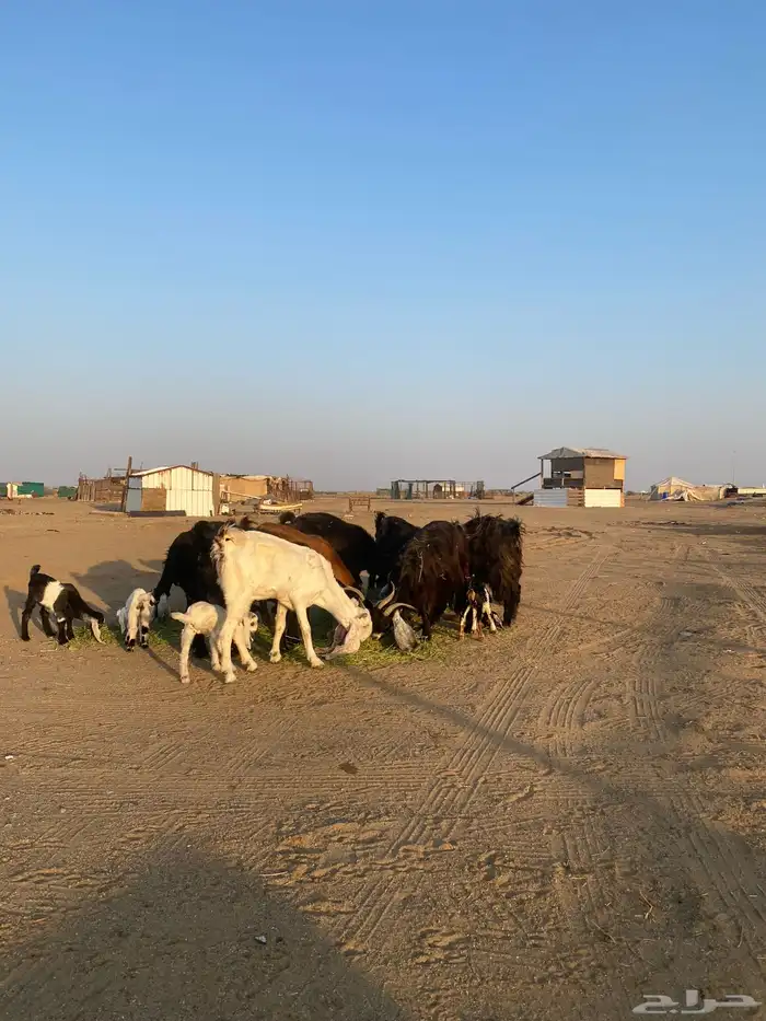 للبيع معزا ولد عوارض طيبه 37